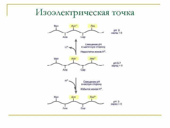 Белковая точка. Изоэлектрическая точка белка формула. Изоэлектрическая точка белков таблица. АСП АРГ фен изоэлектрическая точка. Изоэлектрическая точка аминокислот и белков.