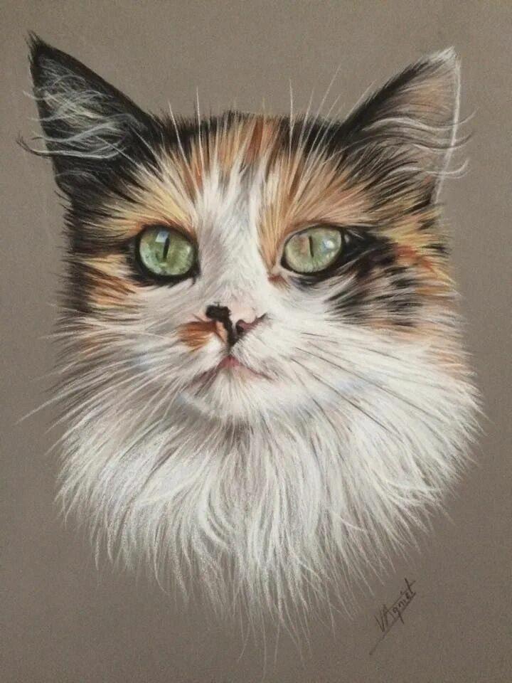 Портрет кошки. Кошка цветными карандашами. Трёхцветная кошка. Котик цветными карандашами. Кот рисунок цветной