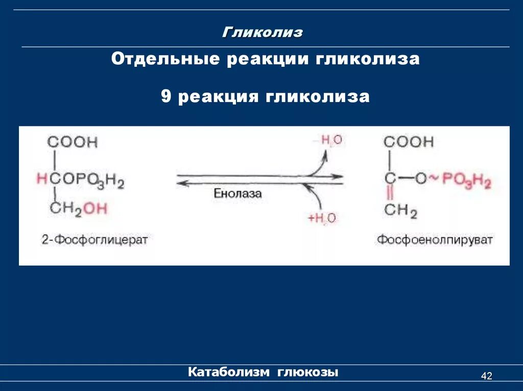 10 Реакций гликолиза. Анаэробный гликолиз биохимия реакции. Гликолиз Глюкозы схема. Седьмая реакция гликолиза. Гликолиз последовательность реакций