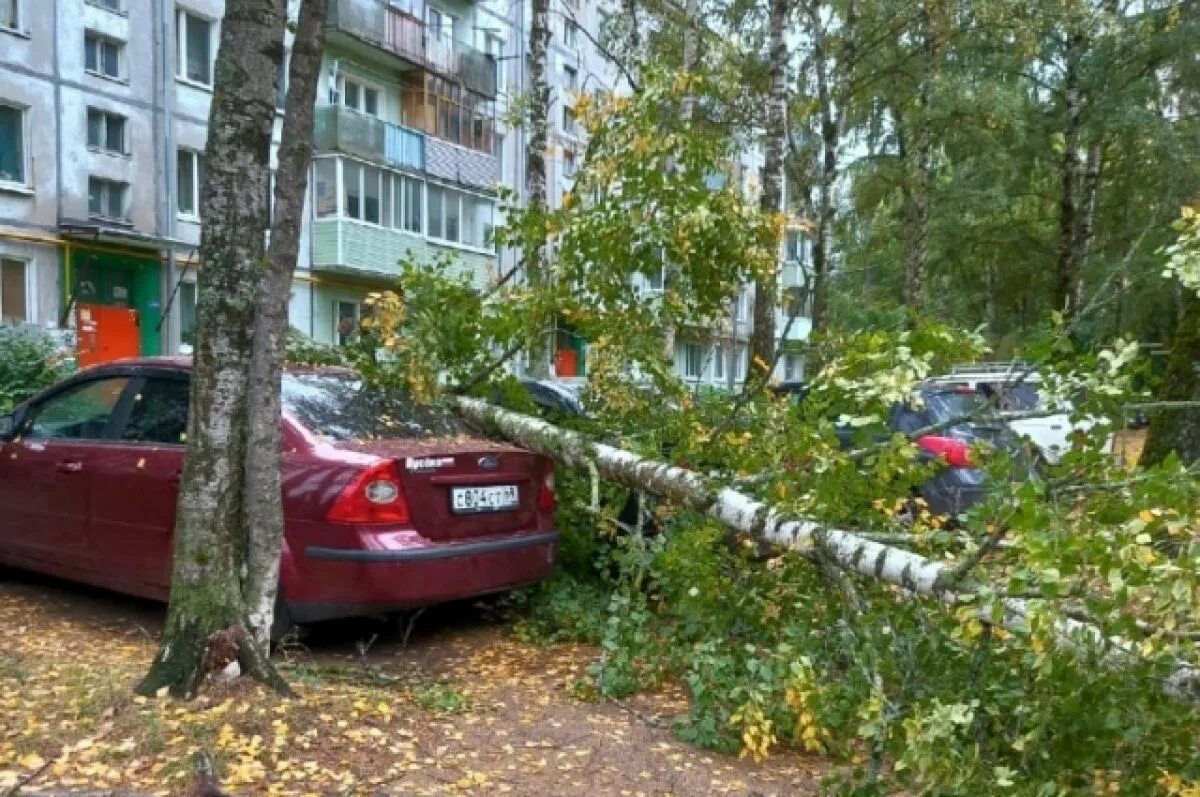 Машина во дворе. Дерево упало на автомобиль. Упавшее дерево в лесу.