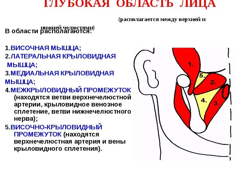 Поверхностная боковая область лица топографическая анатомия. Румяна на нижней челюсти лица. Границы лица. Околоушная жевательная область топографическая. Глубокая область лица топографическая анатомия.
