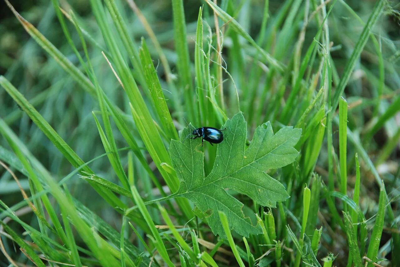 Grass bug