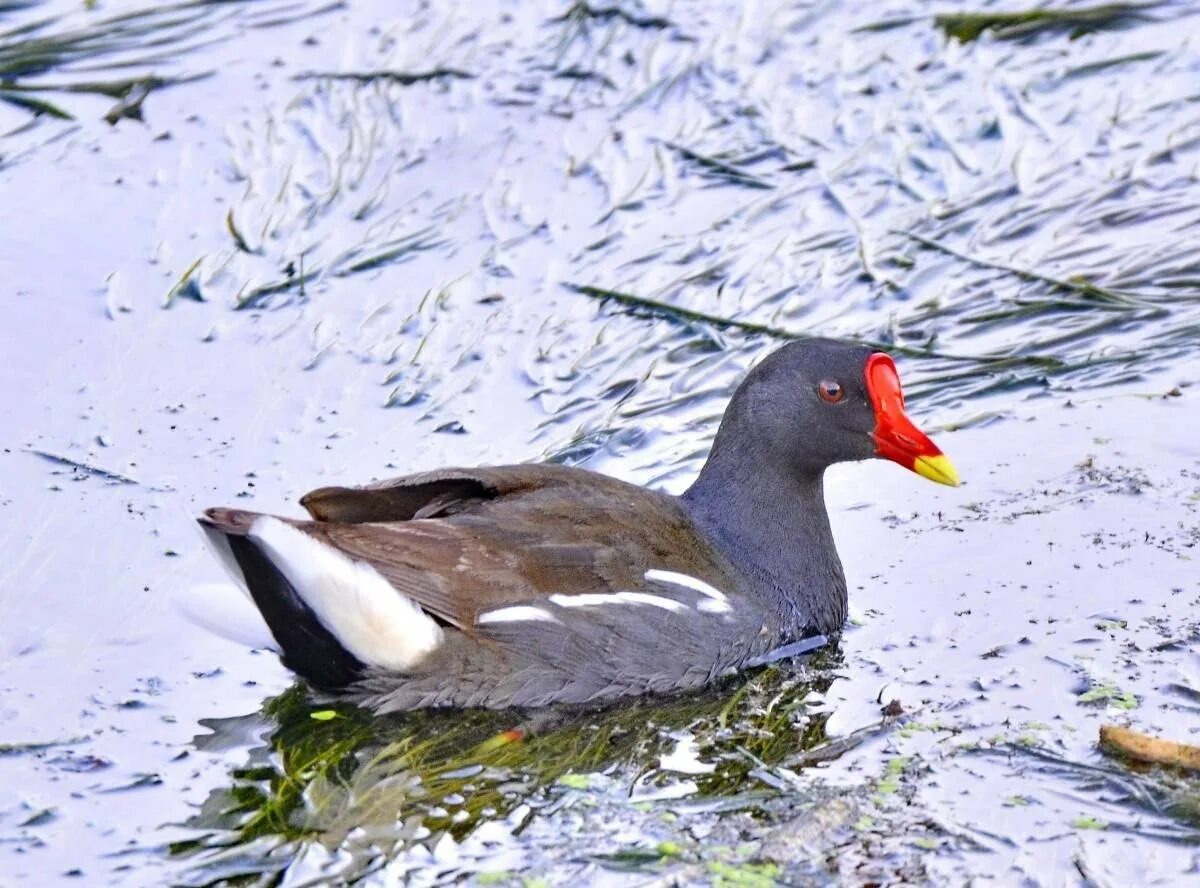 Камышница Gallinula chloropus. Черная утка камышница. Болотная утка камышница. Водяная Курочка камышница. Утка с белым лбом