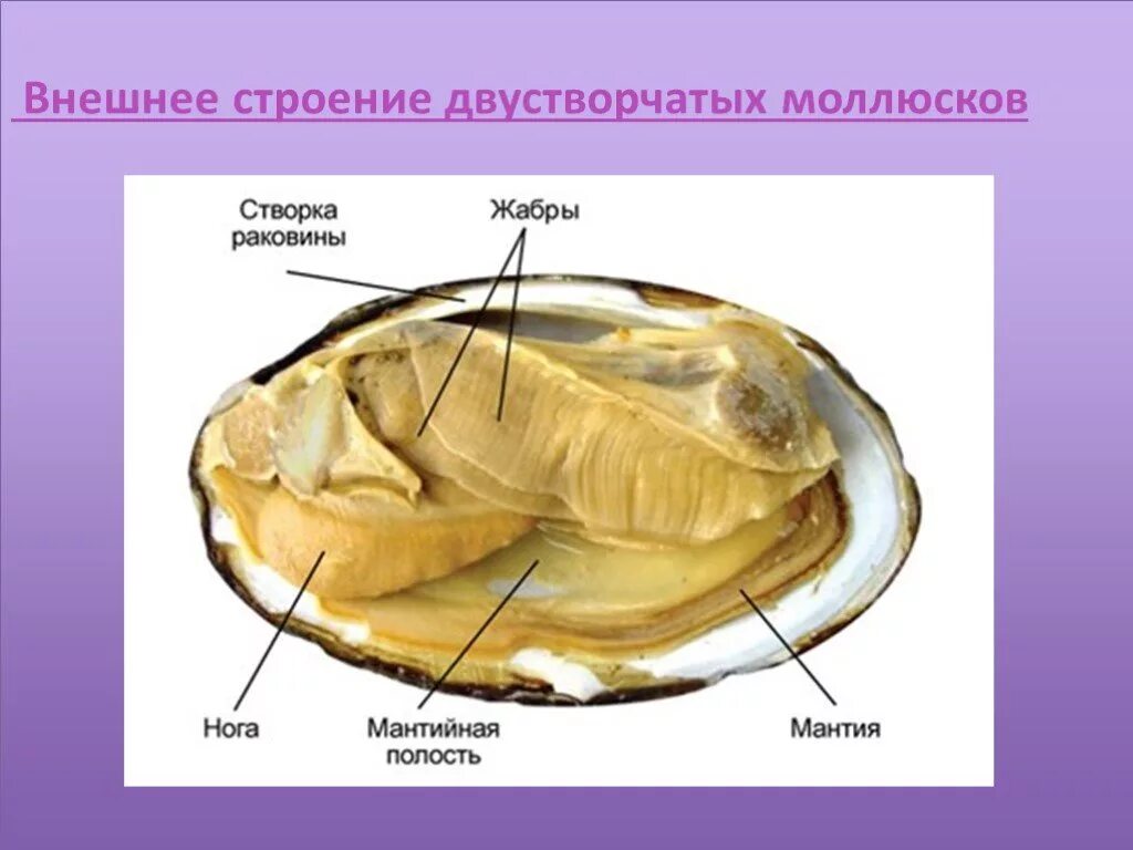 Двустворчатые моллюски строение раковины. Биология 7 класс двустворчатые моллюски. Внешнее строение. Двустворчатые моллюски строение Мидия. Двустворчатые моллюски перловица. К какой группе организмов относится устрица