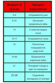 Возраст крысят