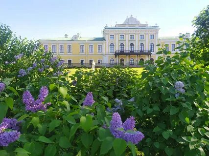Комплекс сирень