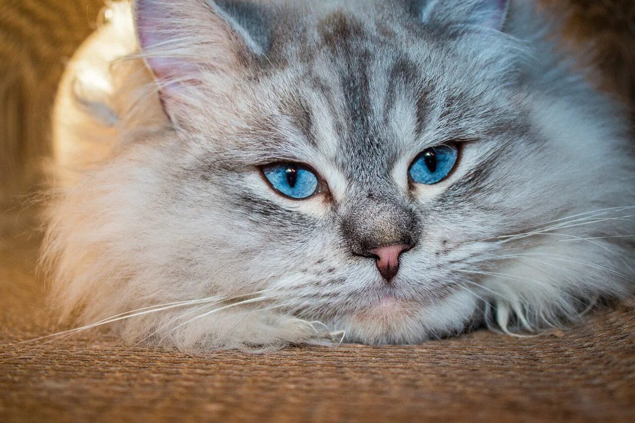 Породы котов с голубыми глазами. Невская маскарадная кошка. Невская маскарадная голубоглазая. Невская маскарадная кот серый. Охос азулес длинношерстный.
