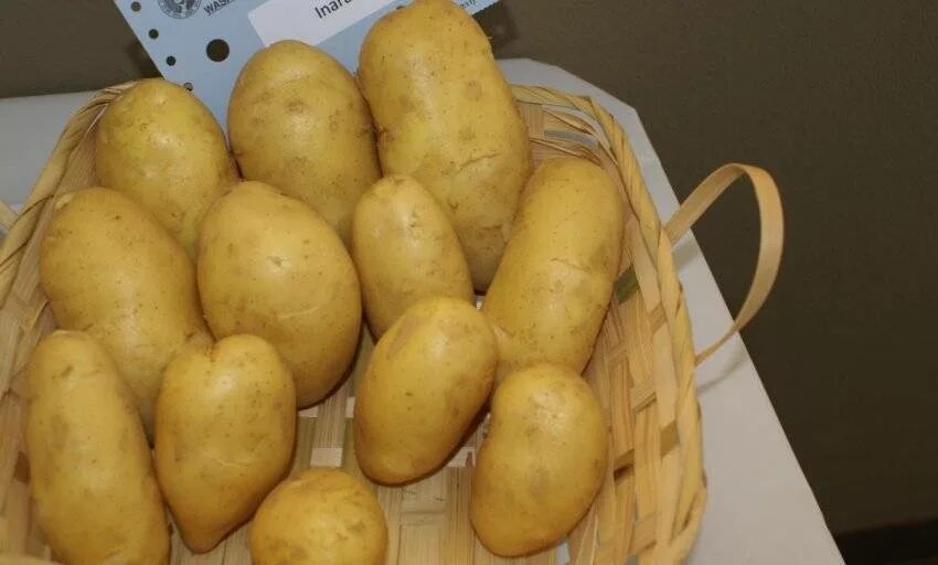 Лучший семенной картофель. Картофель каратоп. сорт картофеля каратоп. картофель балтик роуз. картофель каратоп описание сорта.