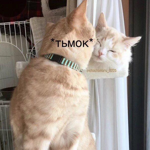 Цмок ды