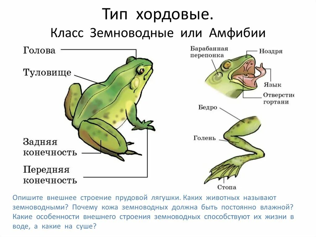 Наружные жабры у земноводных. Конспект по биологии 7 класс земноводные или амфибии. Общее строение земноводных 7 класс биология. Земноводные особенности и характеристика класса. Класс земноводные или амфибии таблица характеристика.