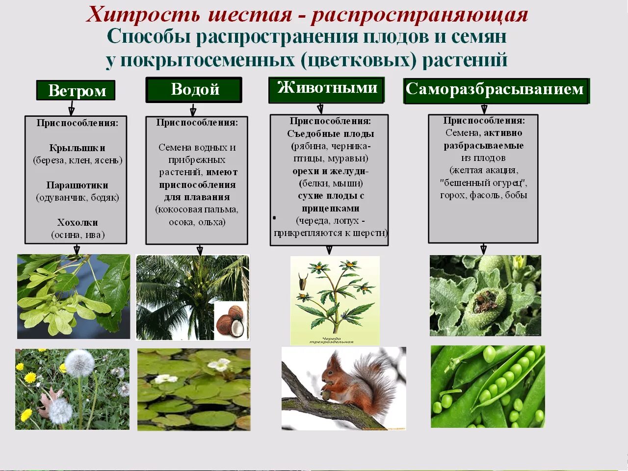 Установите соответствие между способами приспособления живых организмов. Биология 5 приспособленность организмов к среде обитания. Виды приспособлений у растений с примерами таблица. Адаптация растений к среде обитания. Приспособление растений к среде обитания.