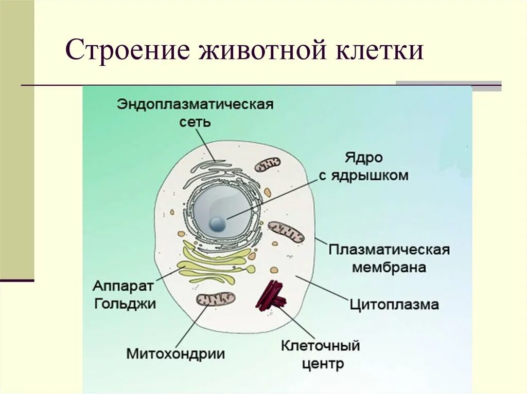 Главные части живой. Строение животной клетки схема 6 класс биология. Животная клетка схемы строения клеток. Схема строения животной клетки рисунок. Органоиды животной клетки схема.