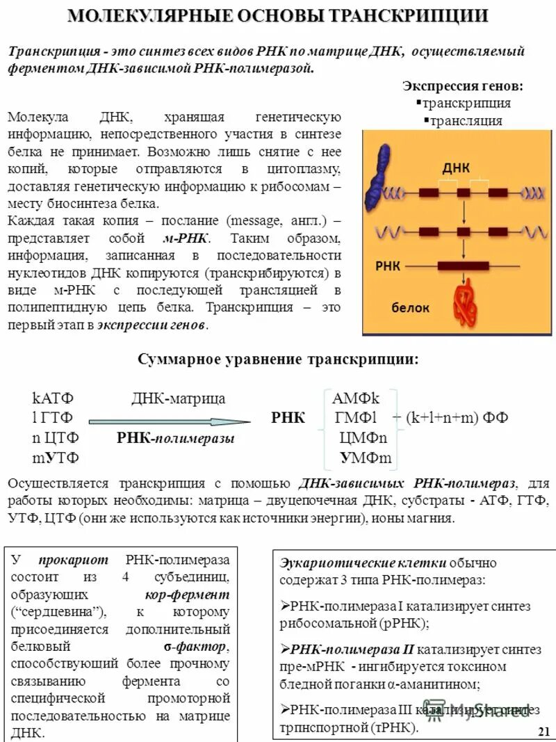 Синтез рнк (транскрипция днк). Днк-зависимая рнк-полимераза прокариот. Механизм транскрипции. Условия транскрипции. Ферменты транскрипции.