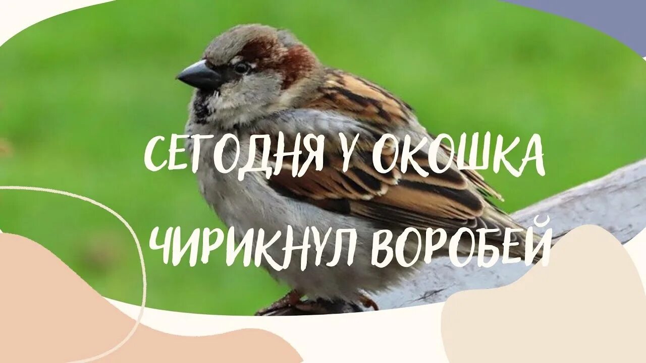 Пасхальная песенка сегодня у окошка чирикнул Воробей. Пасхальная песенка чирикнул Воробей. Сегодня у окошка чирикнул Воробей текст.