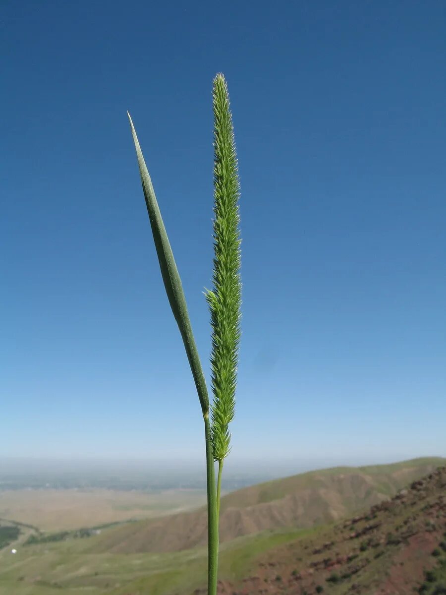 Тимофеевка степная. Тимофеевка Степная (Phleum phleoides). Лисохвост Луговой. Тимофеевка Степная фото.