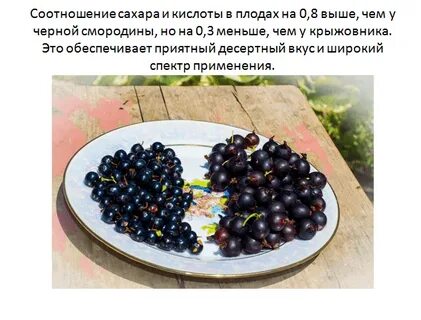 Пропорция смородина