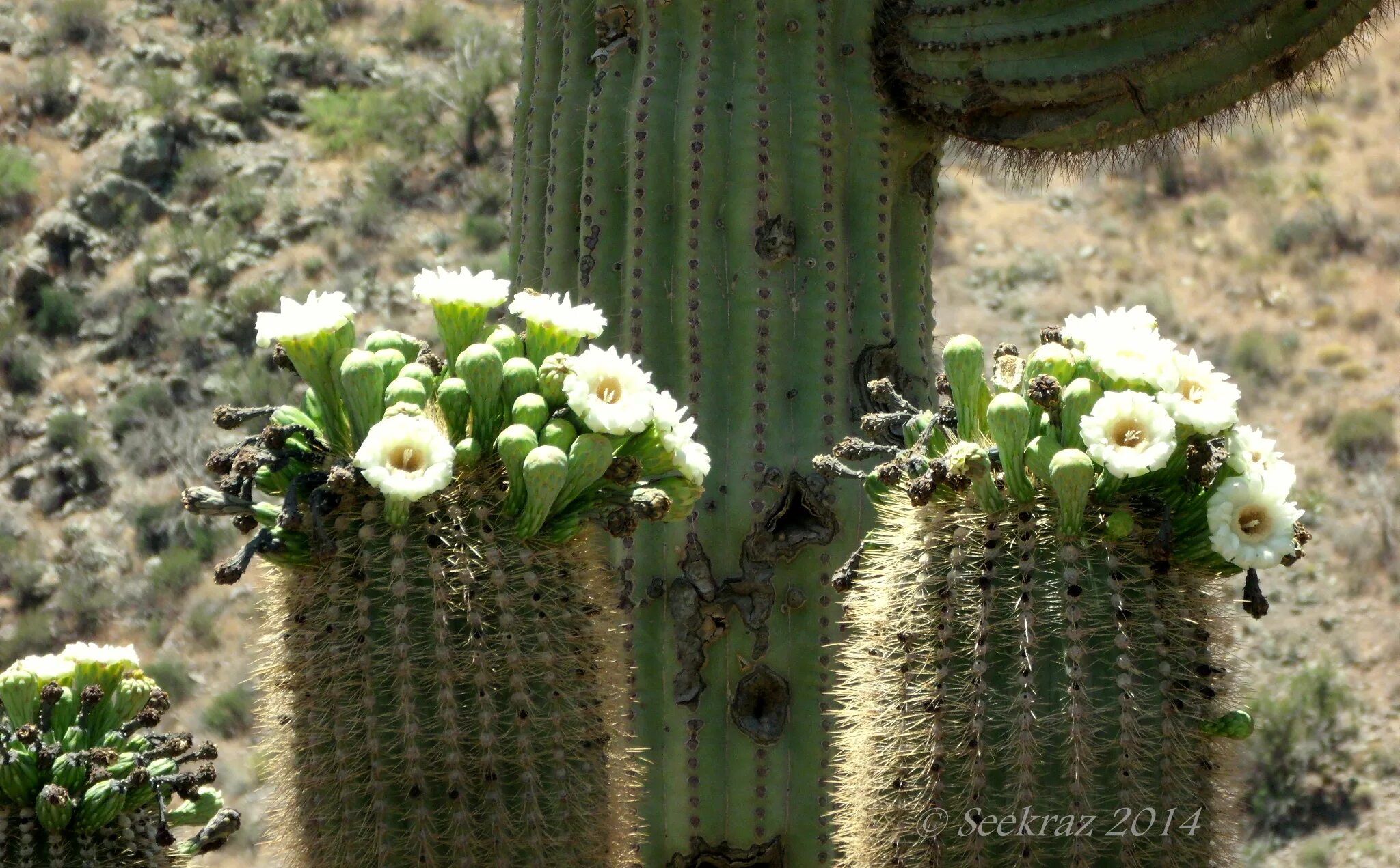 Кактус куба. Saguaro cactus blossom. кактус сагуаро северной америки. бразильское плоскогорье кактус. пустыня сонора пейот.