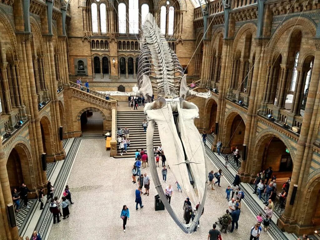 Музей естествознания Лондон. Natural History Museum London. Natural History Museum in London History. Музей естественной истории в Лондоне скелет Диппи.