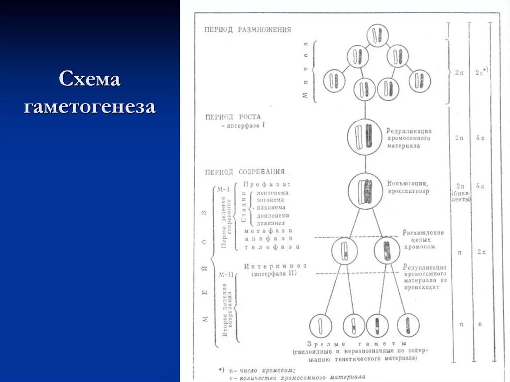 Стадии гаметогенеза схема. Схема гаметогенеза у животных. Гаметогенез набор хромосом. Периоды гаметогенеза схема. Гаметогенез строение