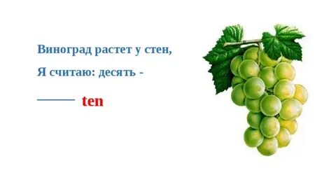 Виноград класс