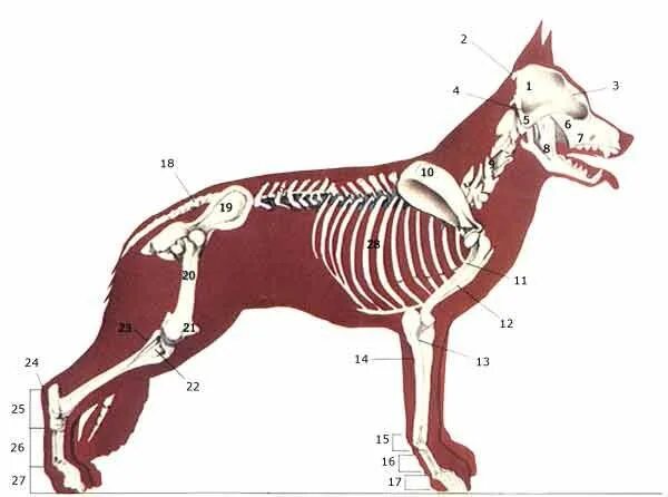 Скелет немецкой овчарки. Строение скелета овчарки. Скелет собаки немецкой овчарки. Скелет ВЕО собаки анатомия.