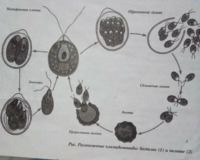 Жизненный цикл зооспор