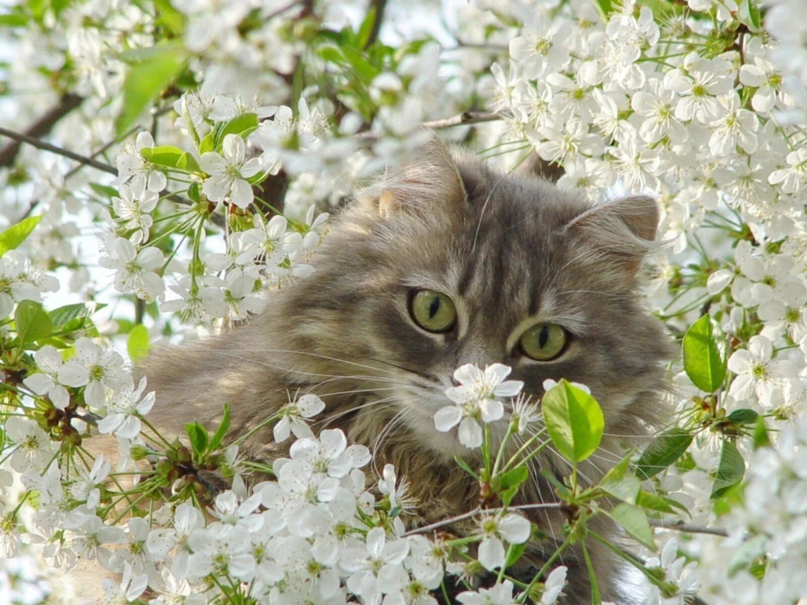 Открытки с первым днем весны и кошек. Кошки весной. Весеннее настроение.