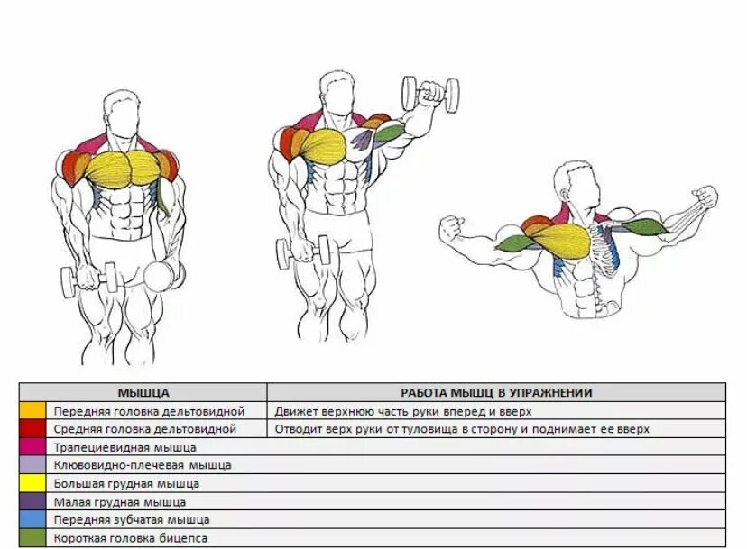 Махи с гантелями перед собой мышцы. Подъем гантелей перед собой передняя Дельта. Подъем гантелей перед собой мышцы. Подъем гантелей перед собой на передние дельты.
