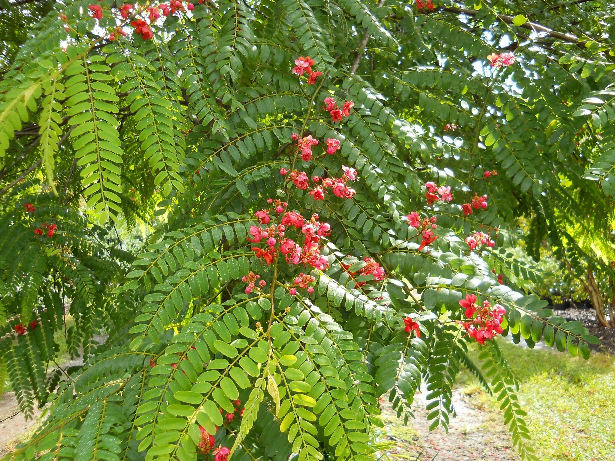 Knows that plants. Кассия Феникс, яванская. Кассия Ренигера. Кассия трубчатая. Кассия красная.