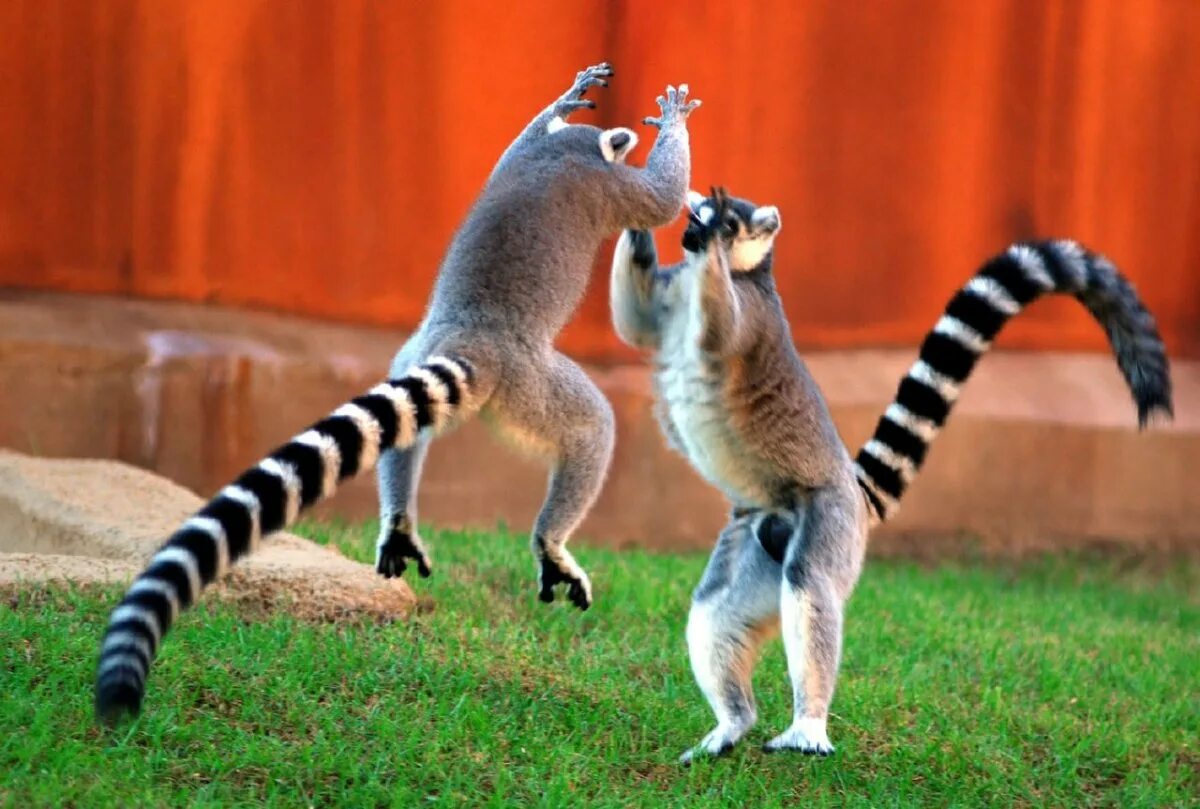 Двое животных. Сифака лемур мадагаскар. Танцующие животные прикольные. Веселые животные. Тигренок танцует.