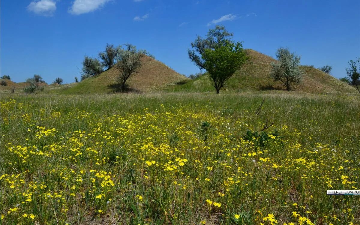 растения керчи. цветение диких ирисов в крыму. мыс фиолент маки. риндера четырехщитковая. растения керчи.