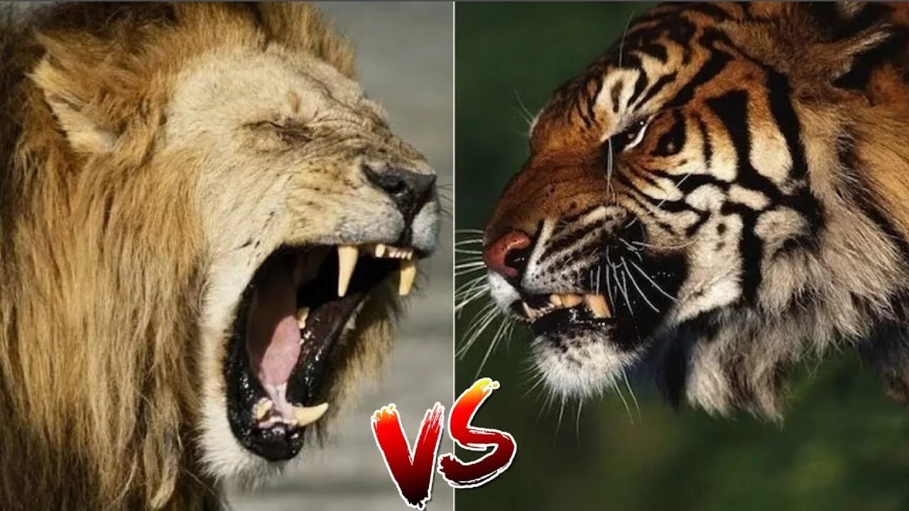 Про лев тигра. Лев против тигра. Версус Лев против тигра. Анималс версус. Лев vs тигр.