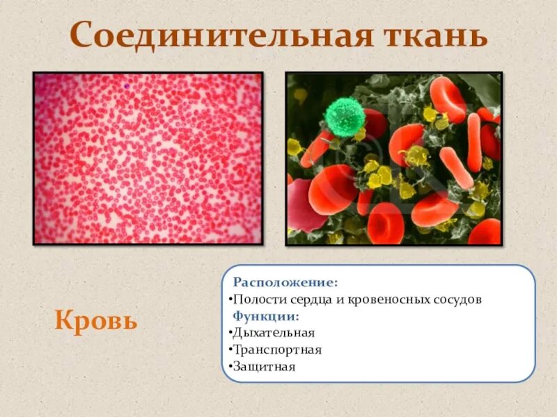 Соединительная ткань - сигнальная система всего тела
