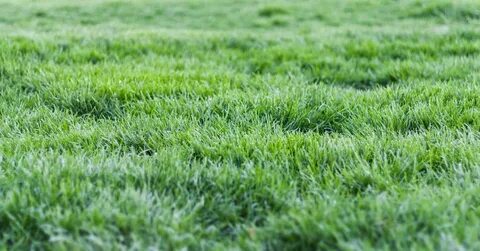 Grass well
