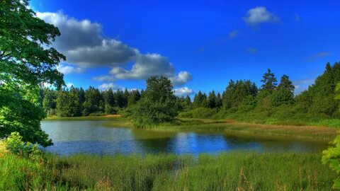 Лес река голубое небо