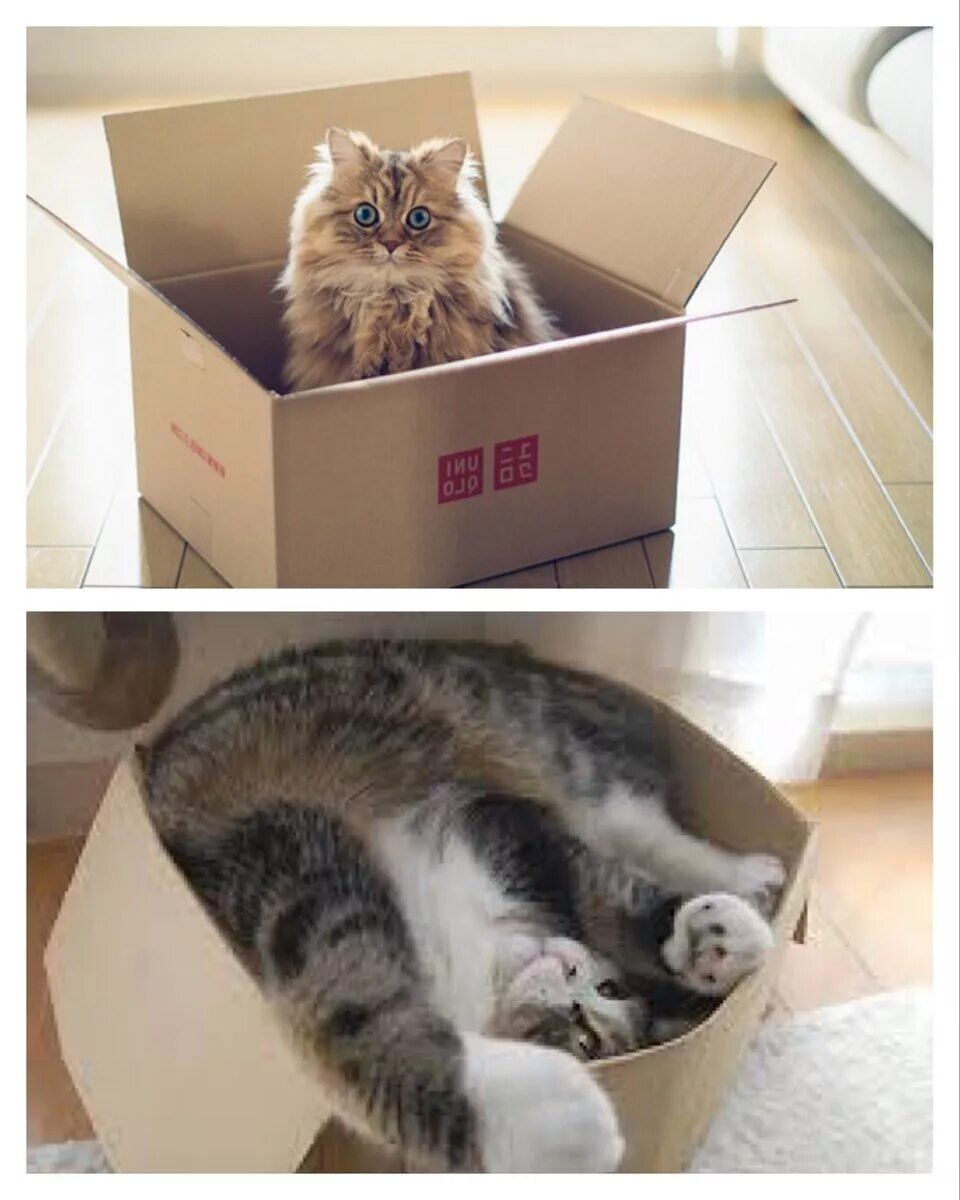Кот любящий коробки. Кот в коробке. кот в маленькой коробке. коты любят коробки. коты в коробках пакетах.