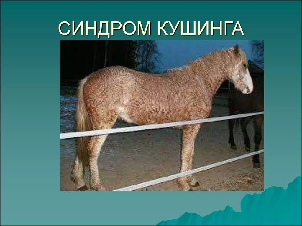 Синдром кушинга у лошадей. Синдром кушинга у лошадей. Болезнь кушинга у лошадей. Болезнь синдрома кушинга у лошади. Синдром кушинга ламинит.