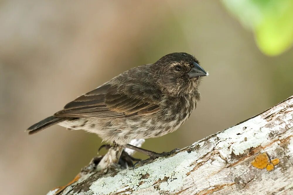 Дольмены село пшада геленджик. Трава поле. Small ground. Nature plant. Земляные вьюрки.