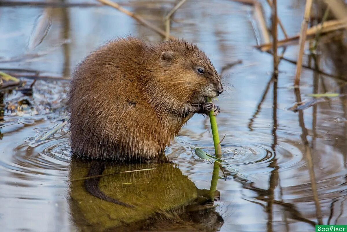 Free Images : water, nature, wildlife, green, mammal, rodent, fauna, vertebrate,