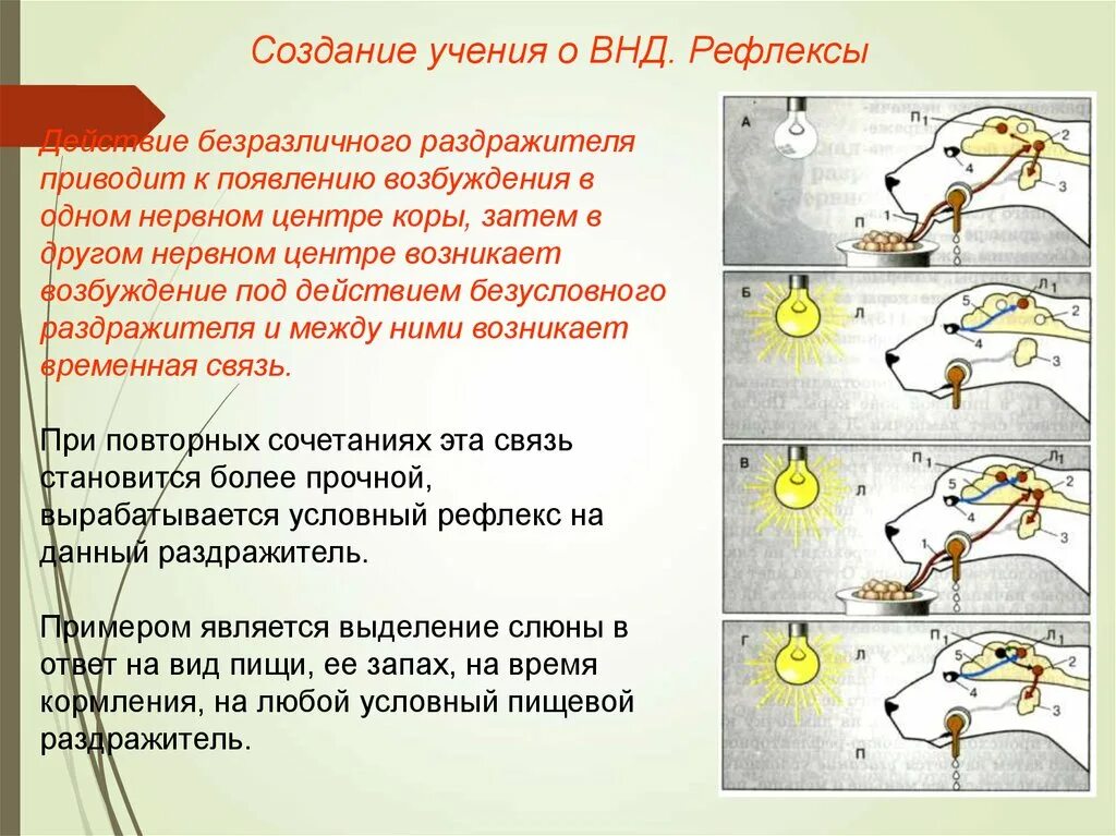 ВНД рефлексы. Высшая нервная деятельность рефлексы. Условный раздражитель раздражитель рефлекс. Создание учения ВНД.