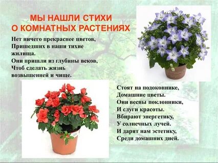 Благодарность комнатным растениям