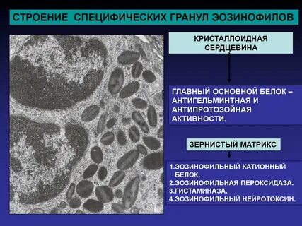 Катионный белок эозинофилов что это такое