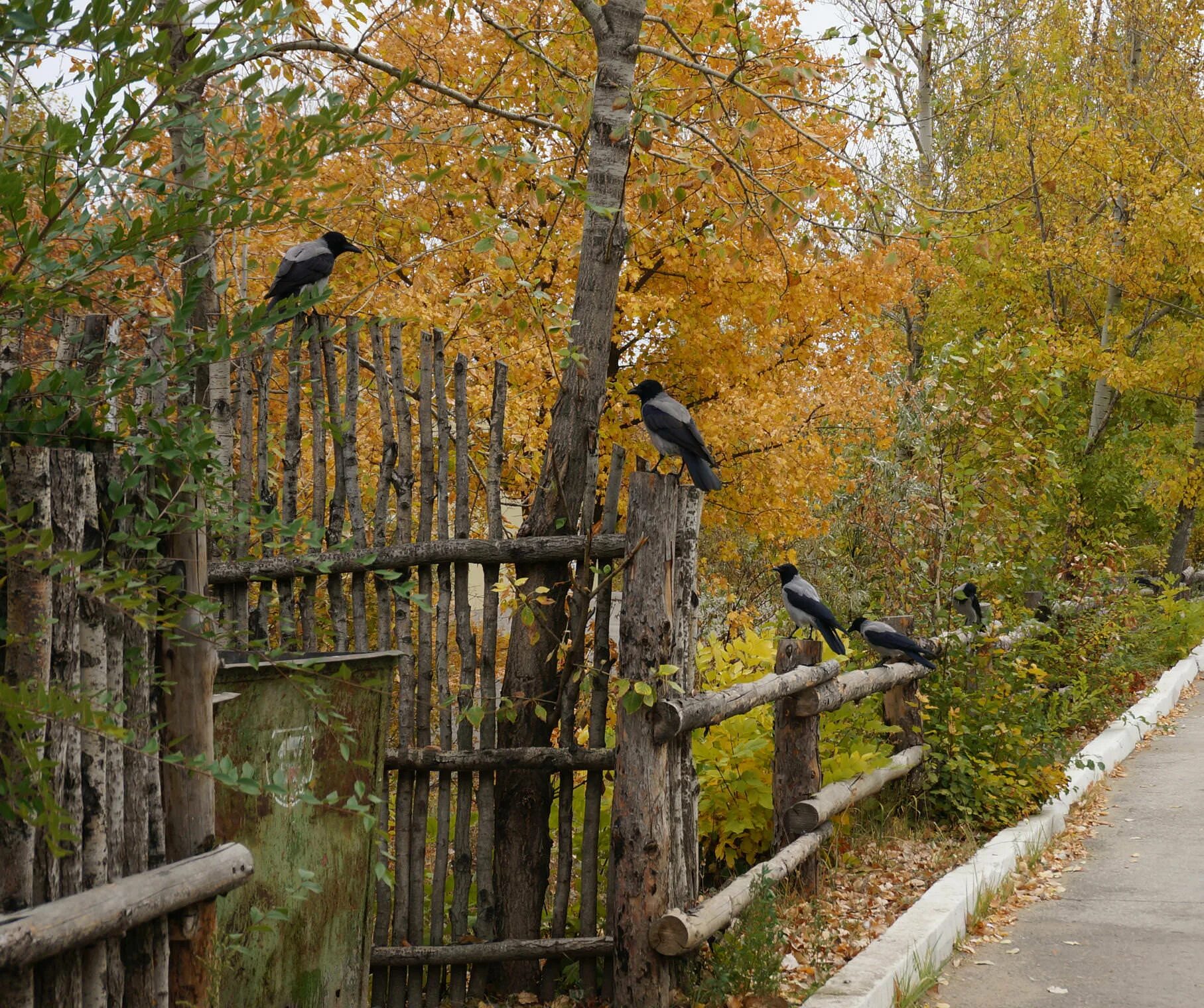 Ворон на заборе. Фрай макс "ворона на мосту". Ворона на заборе. Ворон на заборе. Вороны на заборе.