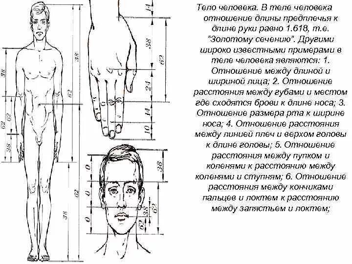 Длина предплечья. Золотое сечение ладонь. Длина предплечья как измерить. Плина предплечья. Чему равна длина предплечья.