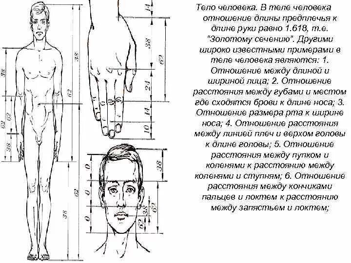 Расстояние на теле человека