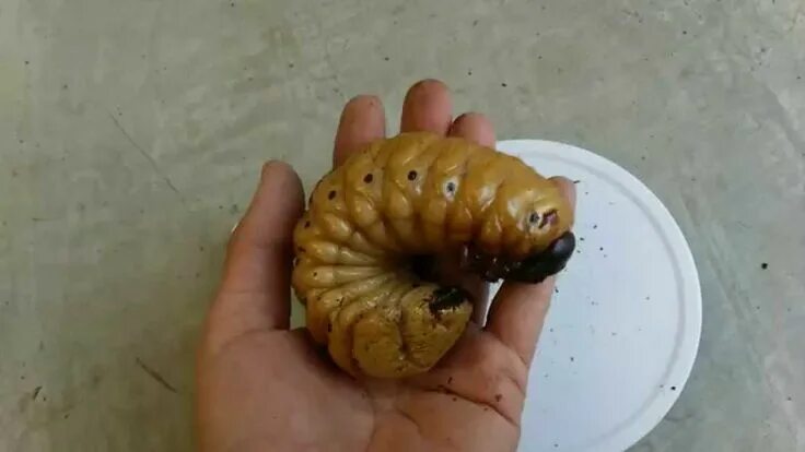 Watch a Hercules Beetle Metamorphose Before Your Eyes Nat Geo Wild - YouTube