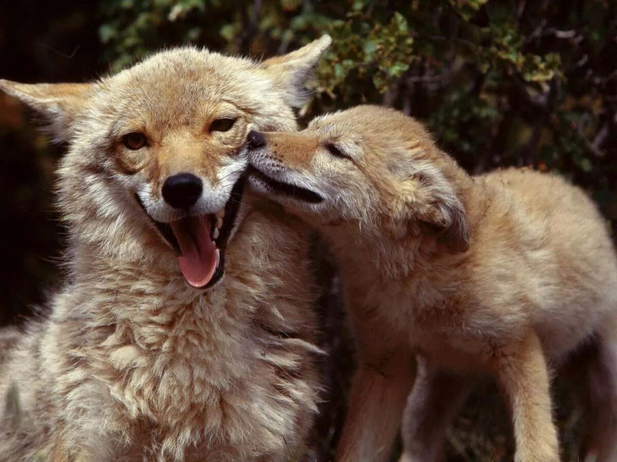 Четыре души койота. Волк лиса койот Шакал. Волк и лиса. Лисы и волки. Лис и волк.