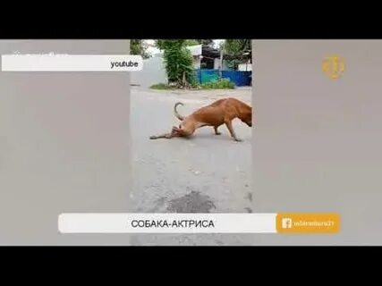 Песня прикинься песиком