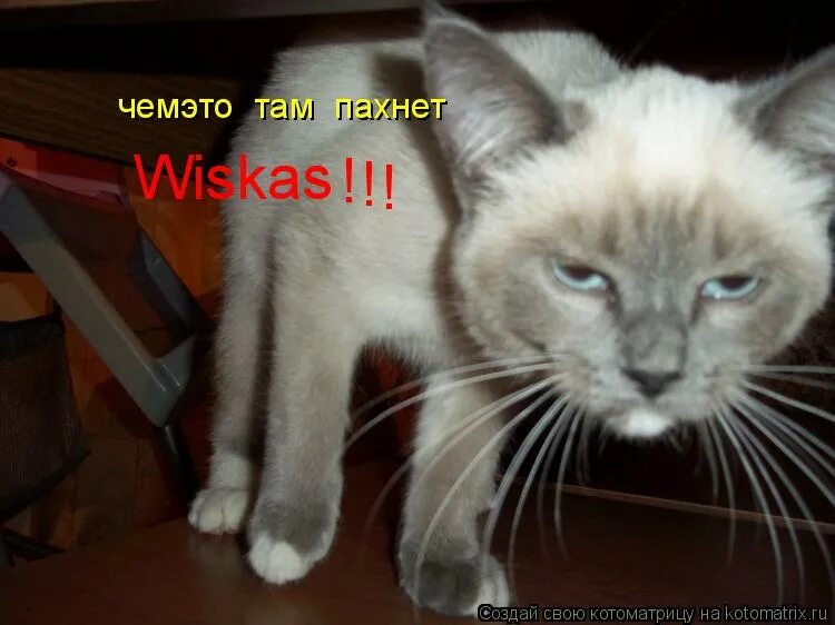 луком пахнет мем. запах там. мужчина подаривший женщине крылья. там воняет. кот который понюхал лук.