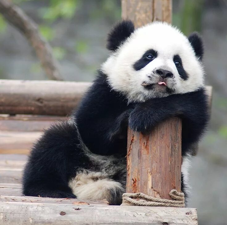Pandas animals